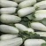 【羊角蜜甜瓜】山东博洋61甜瓜脆甜多汁耐运输可视频看货