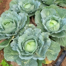 京丰一号包菜精品脆莲白平包菜扁包菜大量现货供应