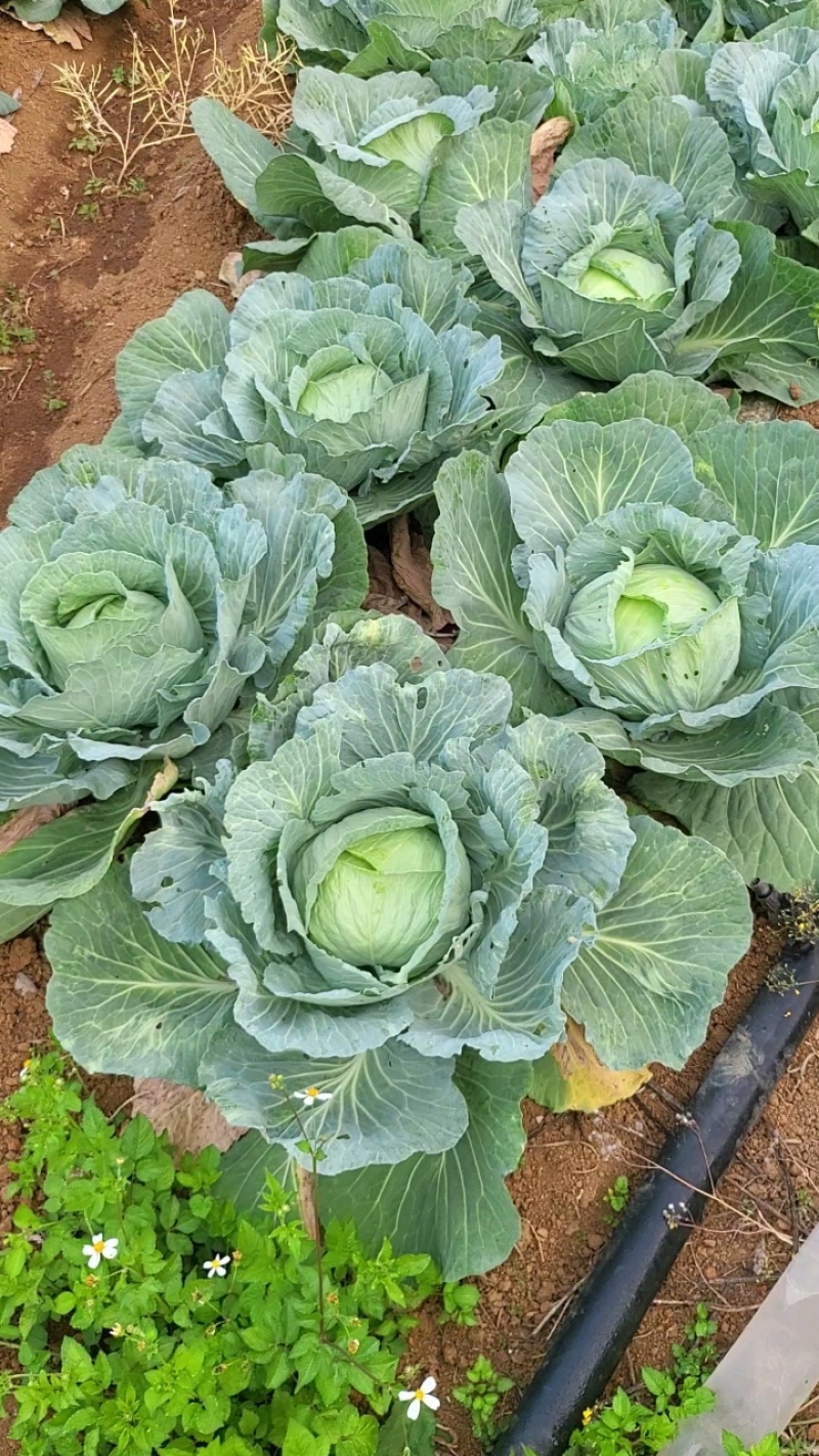 京丰一号包菜精品脆莲白平包菜扁包菜大量现货供应