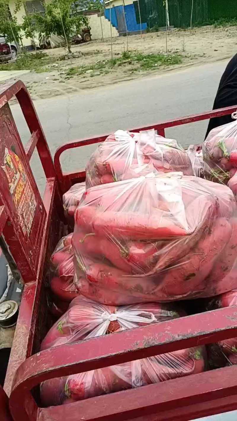 费县精品萝卜，红皮萝卜爽脆可口，产地直供质量保证无康心