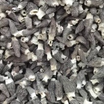 精品六妹头茬羊肚菌大量有货，物美价廉，欢迎咨询