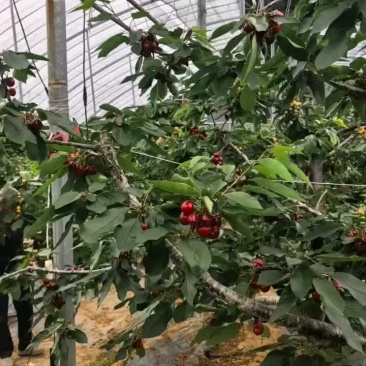 【精品】美早樱桃大量上市，接【电商、市场、零售】坏烂包赔