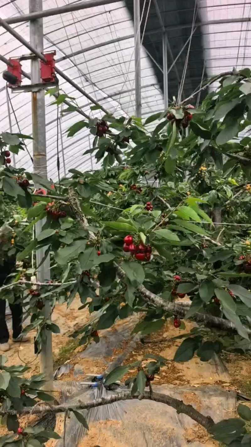 【精品】美早樱桃大量上市，接【电商、市场、零售】坏烂包赔