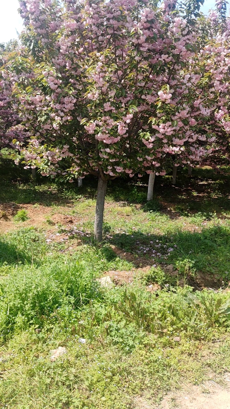 10公分日本晚樱