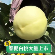 白凤白桃产地直供对接全国大量有货保质保量
