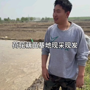 精品荷花藕