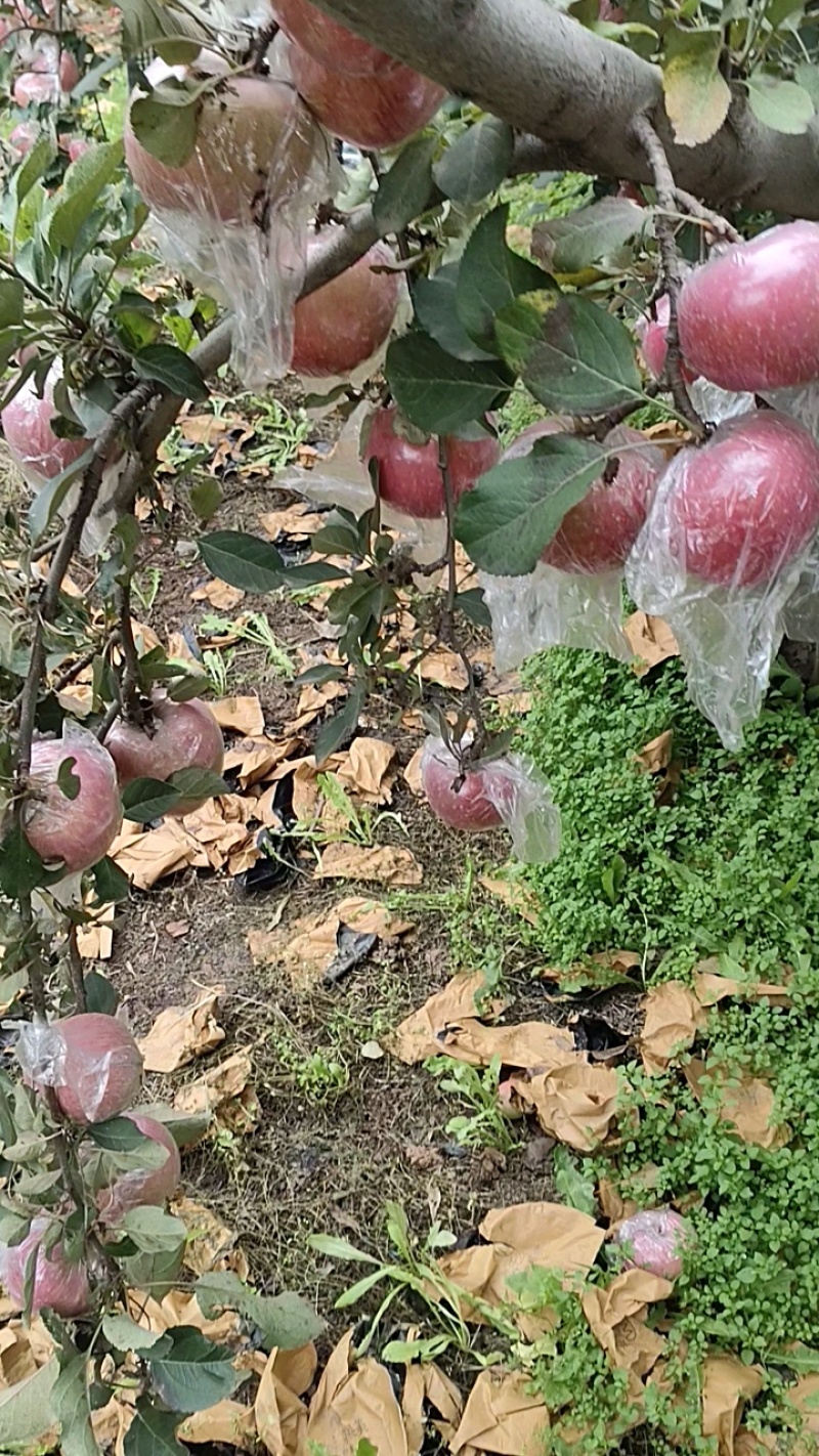 苹果