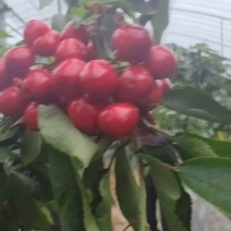 山东大棚樱桃美早樱桃红灯樱桃先锋樱桃大量上市货源充足