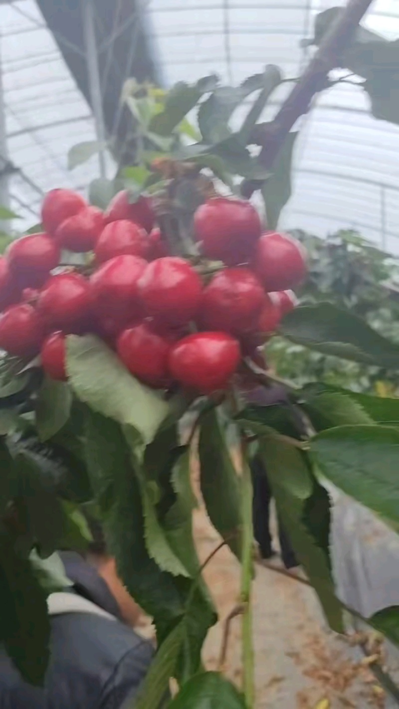 山东大棚樱桃美早樱桃红灯樱桃先锋樱桃大量上市货源充足