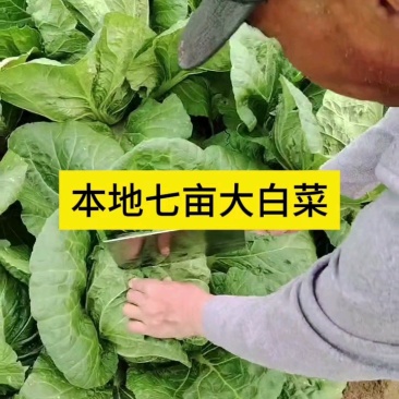 本地陆地大白菜，七亩地货源充足！