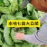 本地陆地大白菜，七亩地货源充足！