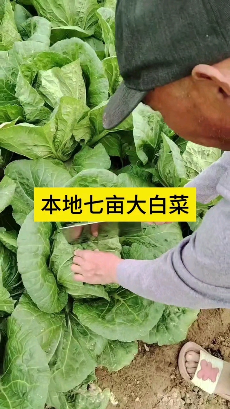 本地陆地大白菜，七亩地货源充足！