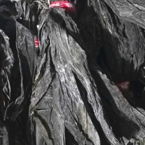 福建霞浦精品大叶海带头40公分干货天然挂晒无沙无泥商用