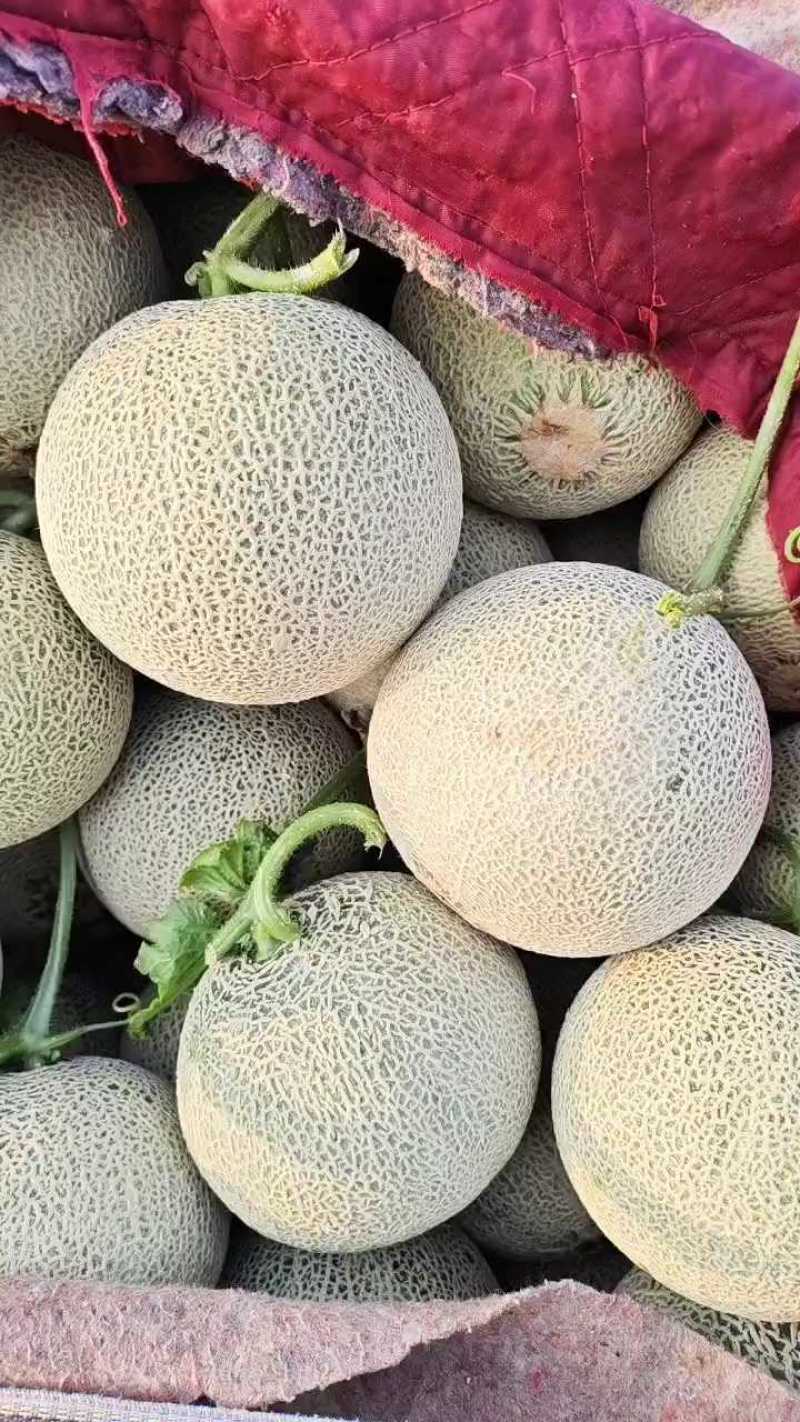 网纹瓜鲁厚甜玫珑网纹大量上市中支持各种包装