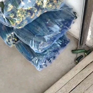 密刺黄瓜产地正在大量上市中，质量好，价格低，产地直销！！