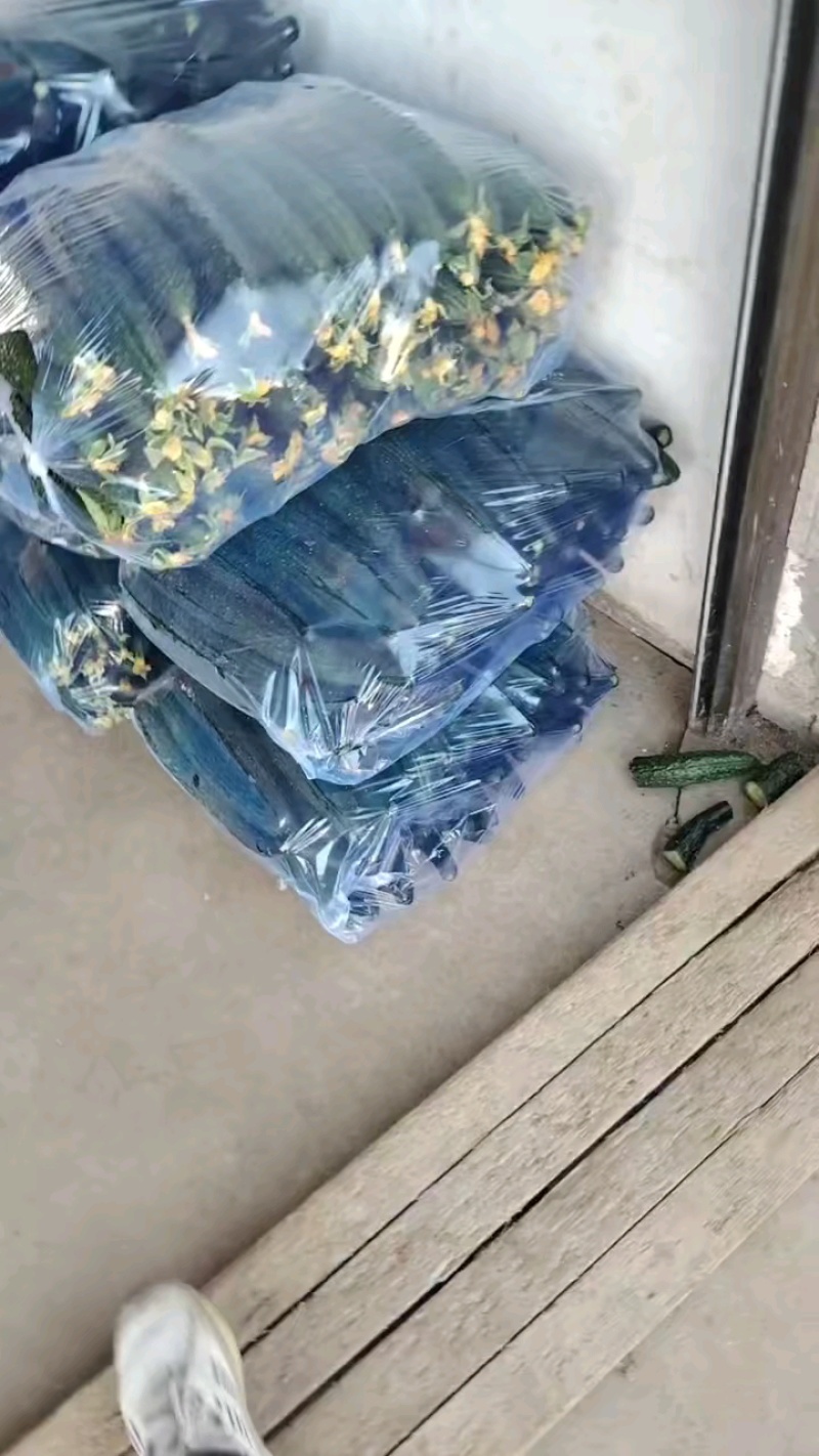 密刺黄瓜产地正在大量上市中，质量好，价格低，产地直销！！