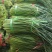 红帽蒜苔一手货源保质保量全国代发可按需加工