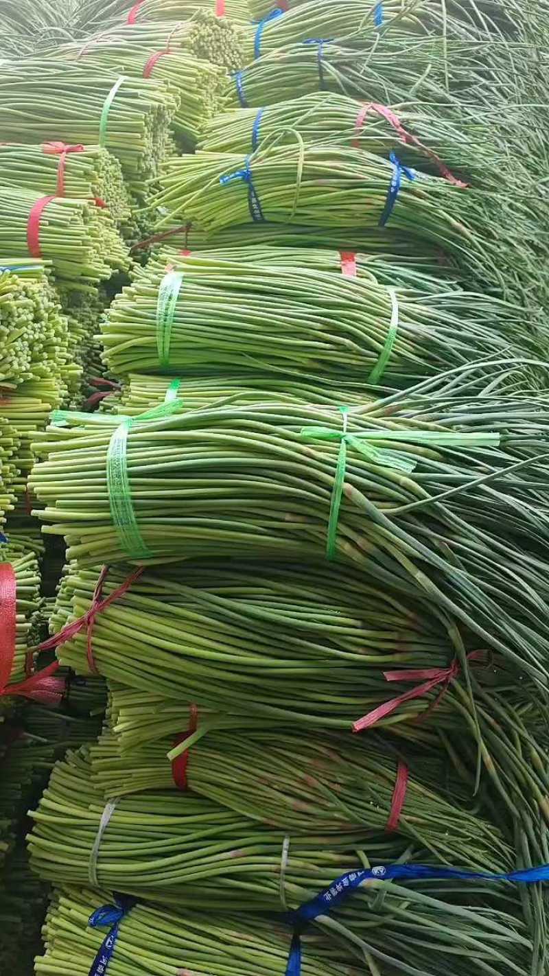 红帽蒜苔一手货源保质保量全国代发可按需加工