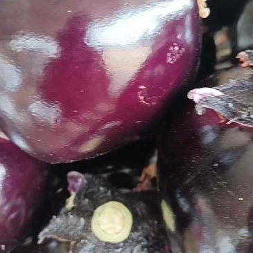 精品圆茄，质量漂亮无杂质。