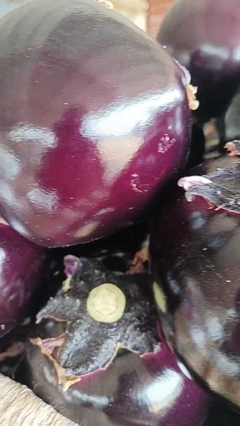 精品圆茄，质量漂亮无杂质。