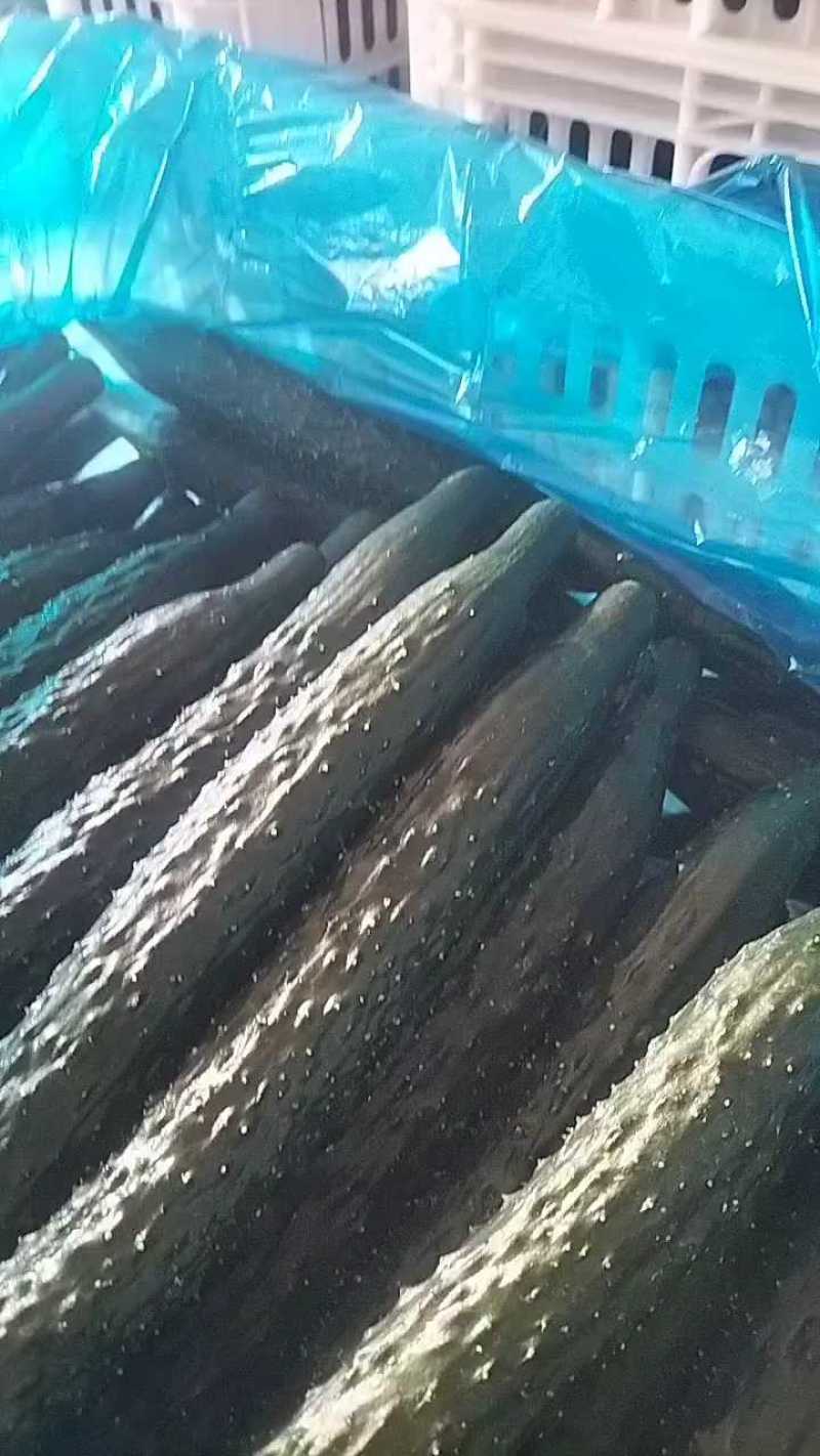大棚黄密刺黄瓜大量供货中，视频看货，质量保证各种包装齐全