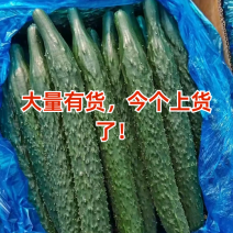 河南夏邑县密刺黄瓜，货源充足质量有保证