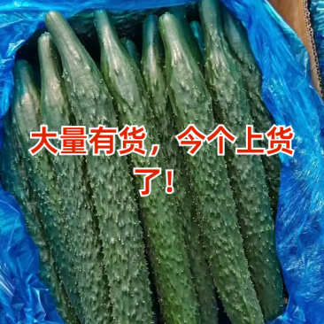 河南夏邑县密刺黄瓜，货源充足质量有保证