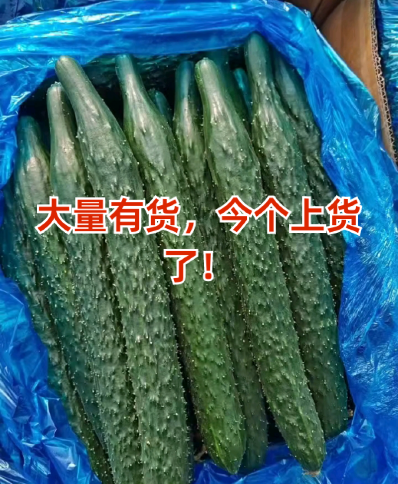 河南夏邑县密刺黄瓜，货源充足质量有保证