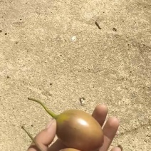 树番茄