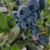 精品F6蓝莓自家基地发货一手货源全国供应可视频