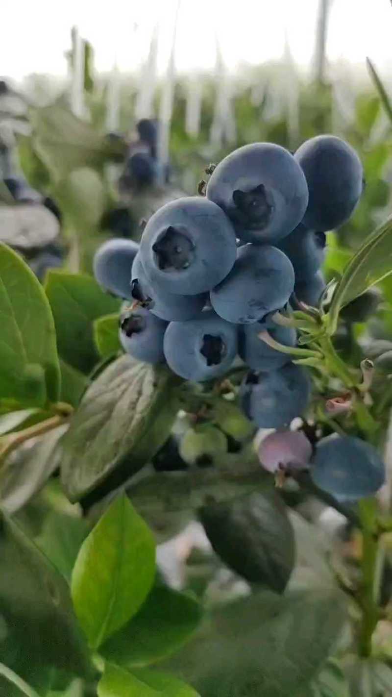 精品F6蓝莓自家基地发货一手货源全国供应可视频