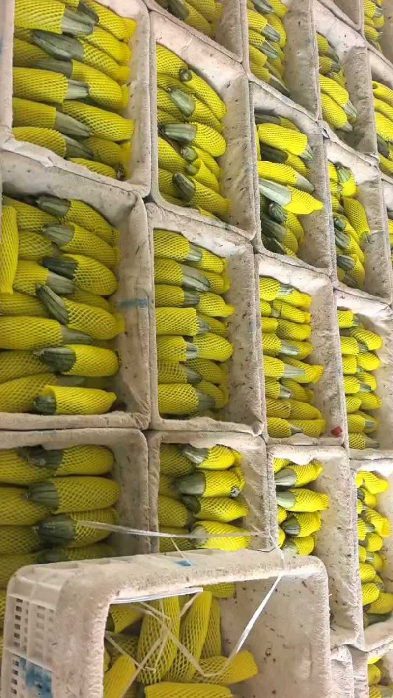 山东羊角蜜，蜜源18甜瓜一件代发多多美团团购商超精品货