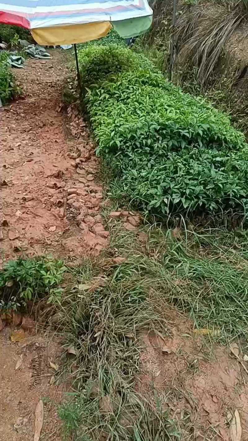 三叉苦杯苗钦州基地直发规格齐全保质保量供货