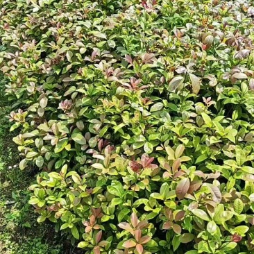 可食用正宗桂花八月盆栽庭院室内桂花树浓香型四季花卉绿植好