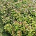 可食用正宗桂花八月盆栽庭院室内桂花树浓香型四季花卉绿植好