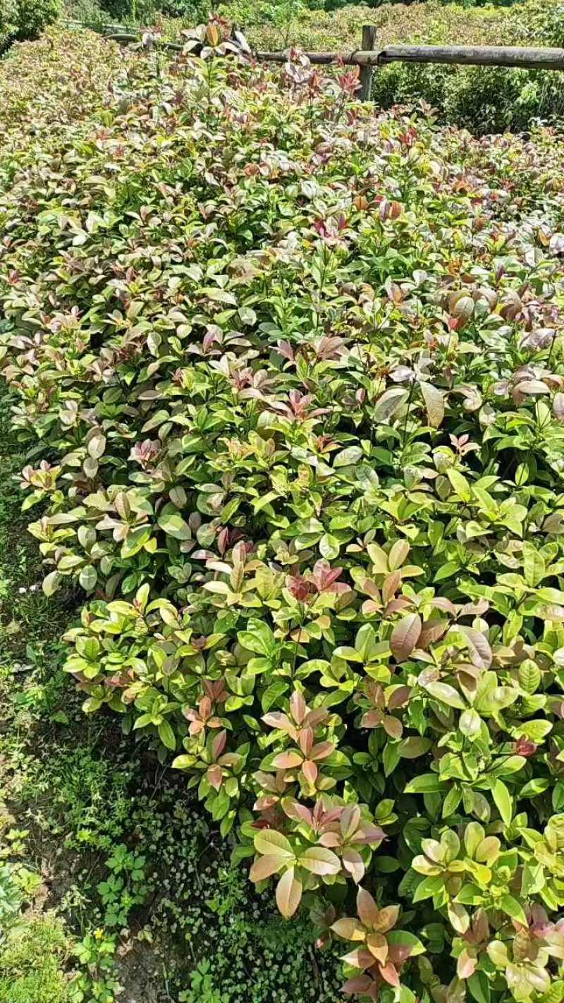 可食用正宗桂花八月盆栽庭院室内桂花树浓香型四季花卉绿植好