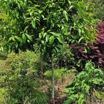原生桂花树八月桂