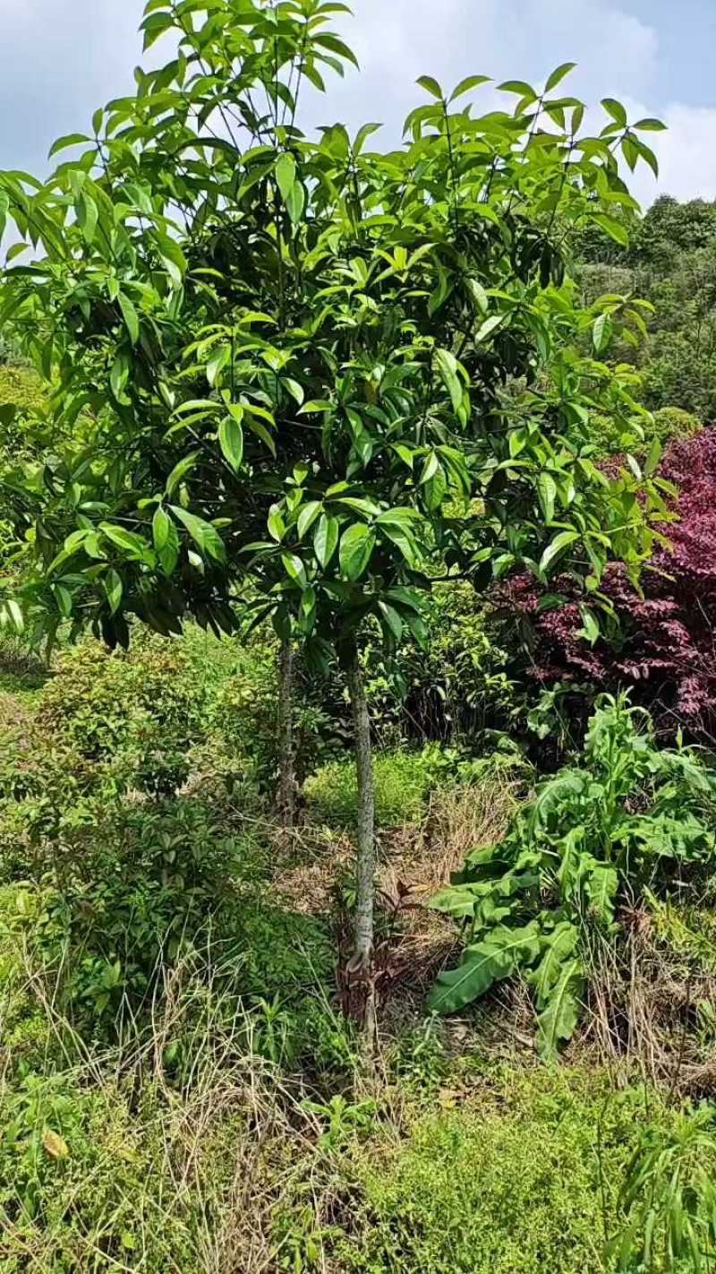原生桂花树八月桂