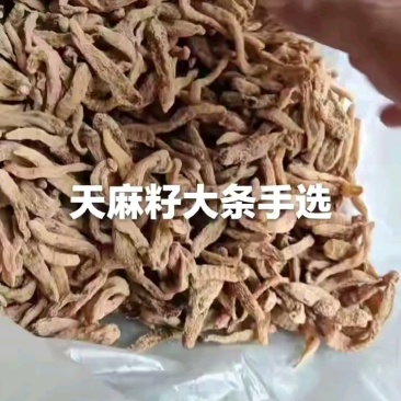 【产地批发】无硫小天麻，短支甜味，合作社自产自销，质优价