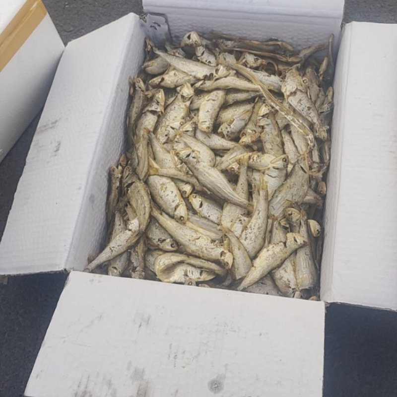 熟鱼马口鱼一手货源诚信合作量大从优欢迎来电咨询