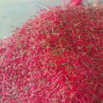 小米辣
