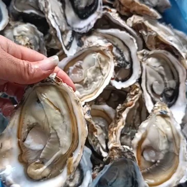 4月17日,2.5加肥度,开蚌壳肥度。