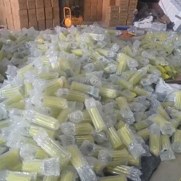 【羊角蜜甜瓜】熟度好糖度高，大量上市产地直发质量保障