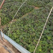 脱毒蜜薯25苗，地瓜苗，山芋苗，原种苗高端红薯苗……
