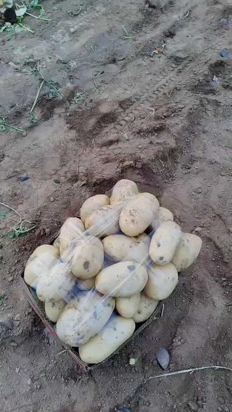 大棚精品土豆，一级货，价格美丽！