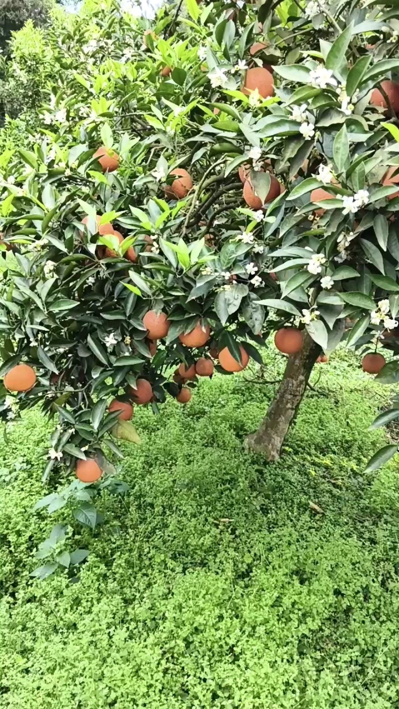 沃柑