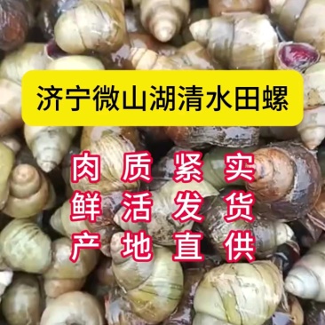 微山湖清水田螺，大量上市各种规格齐全。。。。