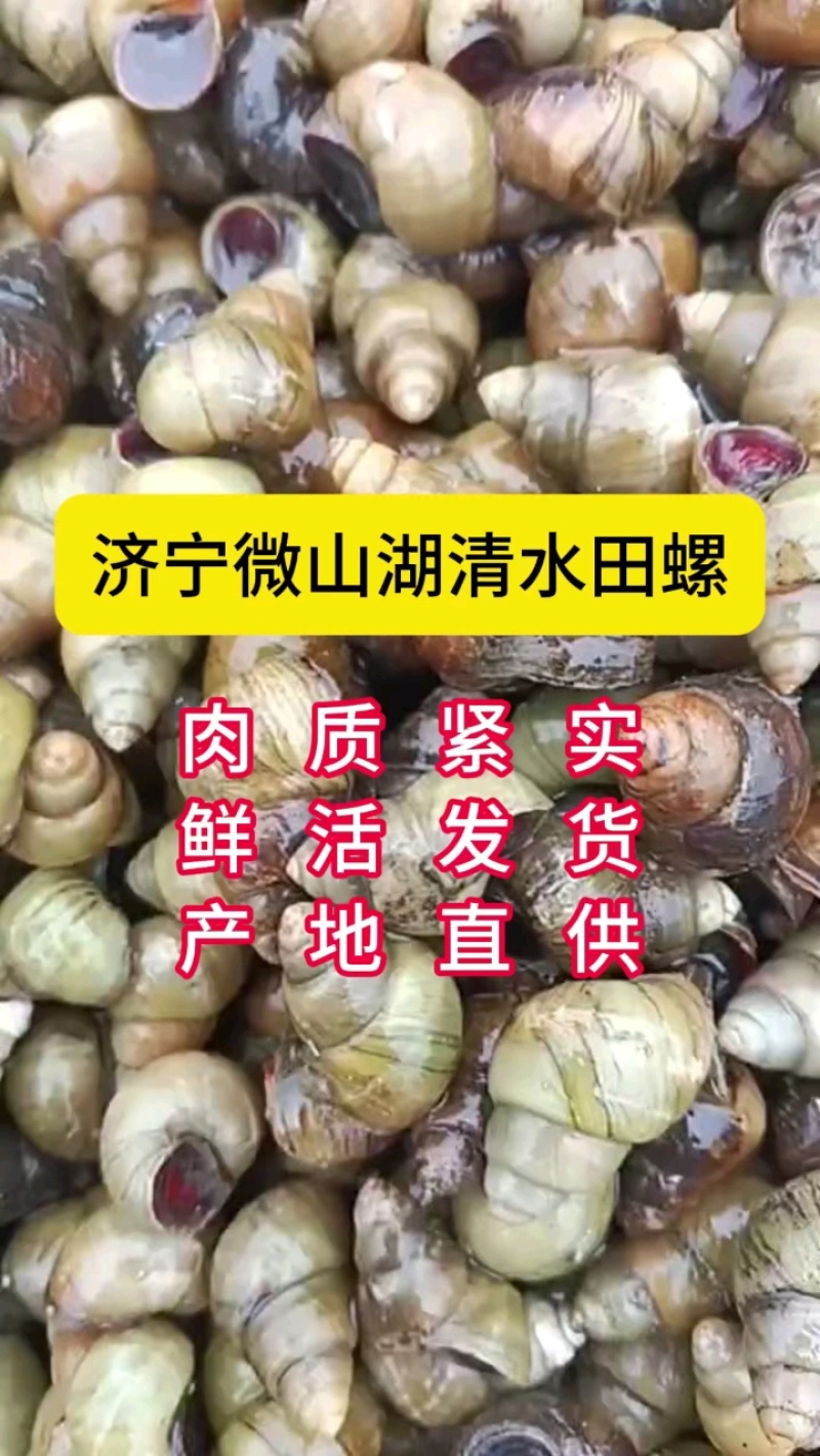 微山湖清水田螺，大量上市各种规格齐全。。。。