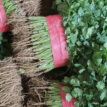 整车香菜，又粗又黑，货量充足！