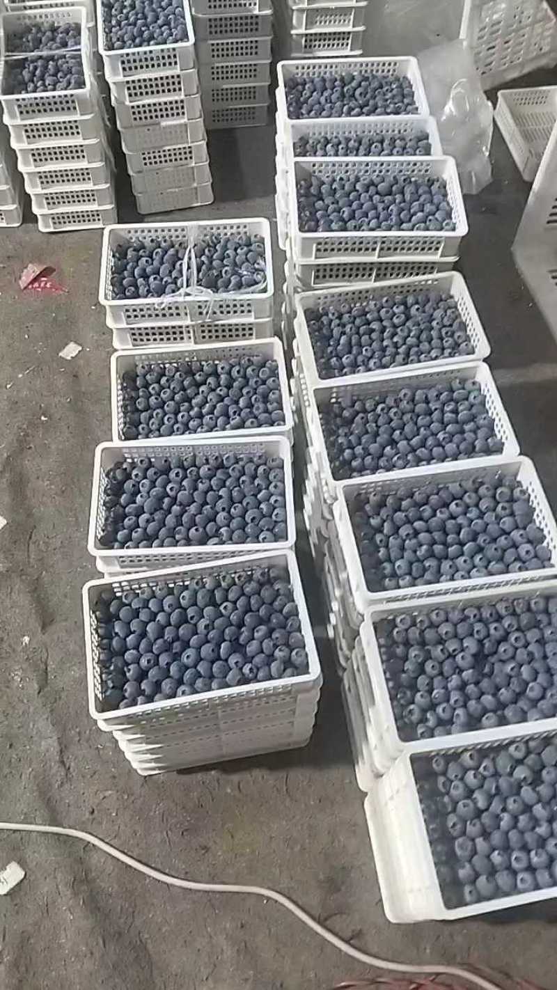 山东莒县蓝莓